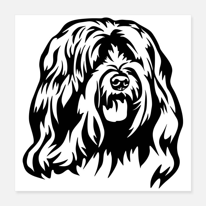Tibet Terrier Kopf Poster 40x40 cm