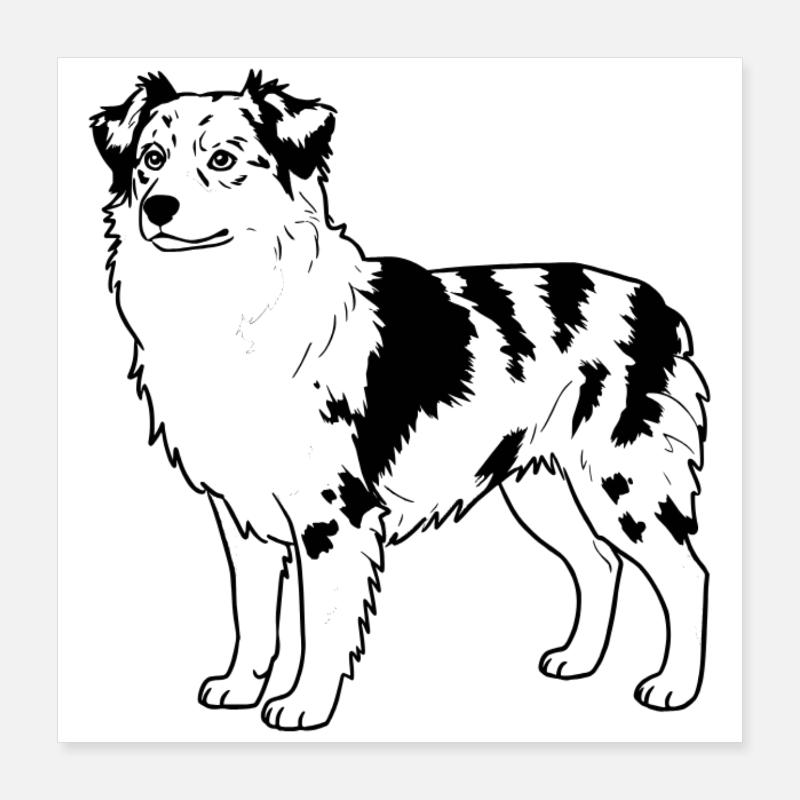 Australian Shepherd Poster 40x40 cm
