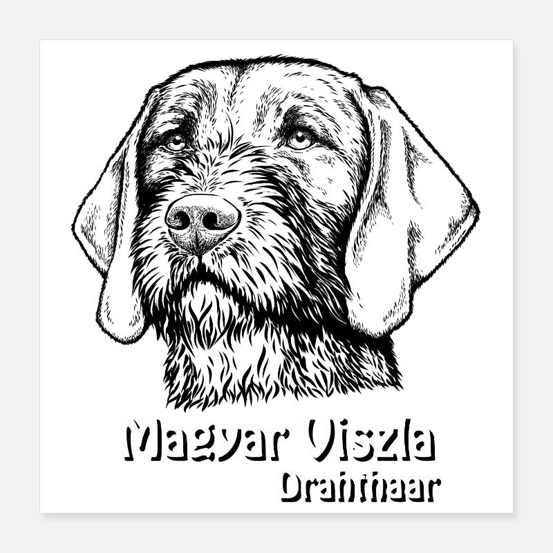 Magyar Viszla Drahthaar Poster 40x40 cm