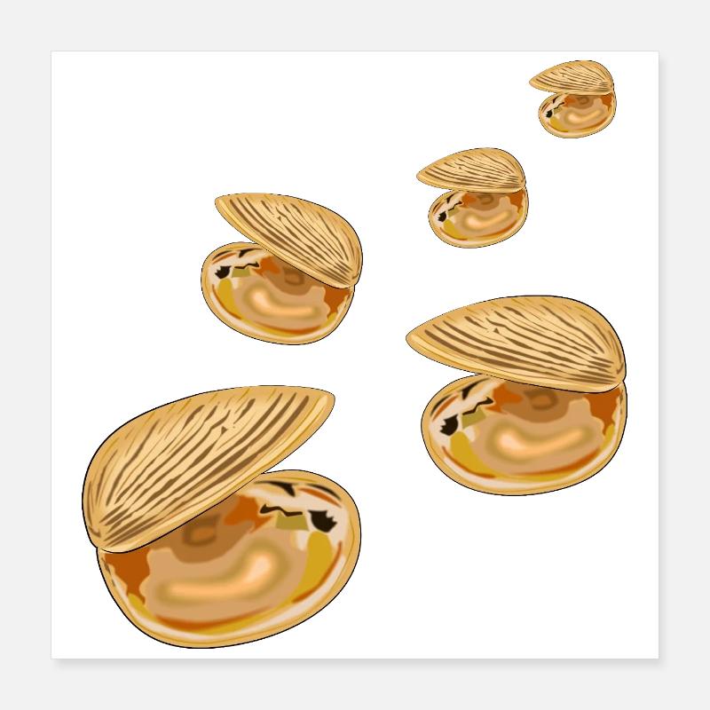 Decorative Shells Poster 16" x 16" (40x40 cm)