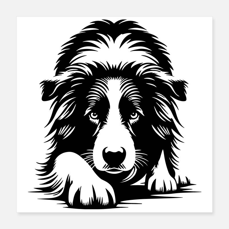 Border Collie Poster 40 x 40 cm
