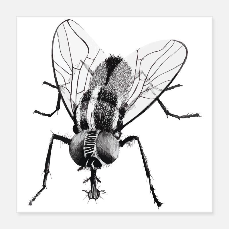 Schwarze Fliege Poster 40x40 cm