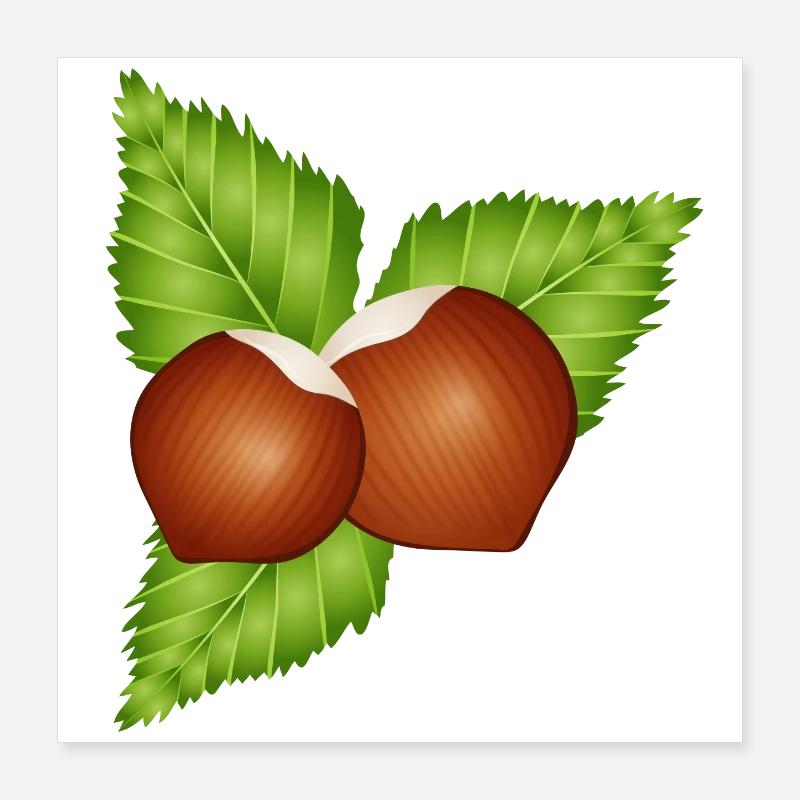 two bright brown hazelnuts with leaves Poster 16" x 16" (40x40 cm)
