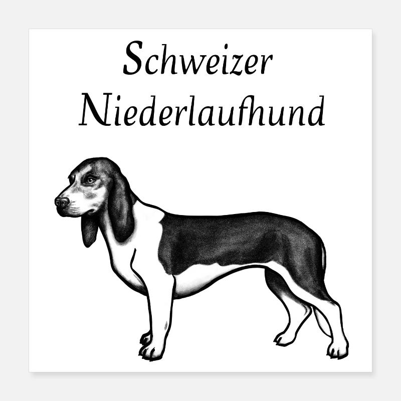 Chien de basse-course suisse Poster 40 x 40 cm
