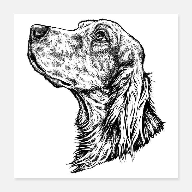 Irish Setter Portrait Poster 40x40 cm