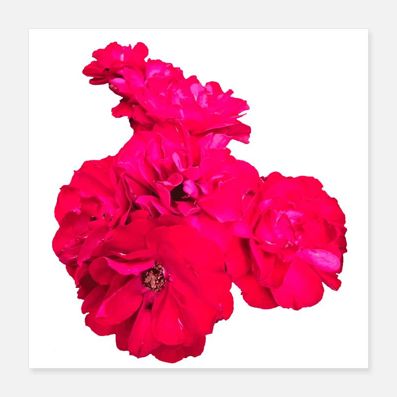 Roses Poster 16" x 16" (40x40 cm)