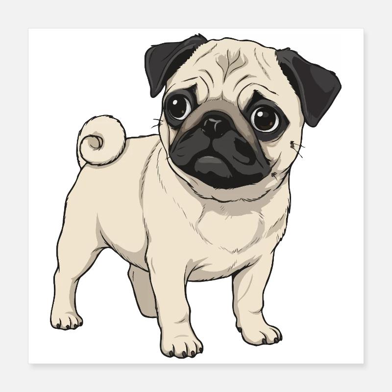 Chiot carlin Poster 40 x 40 cm