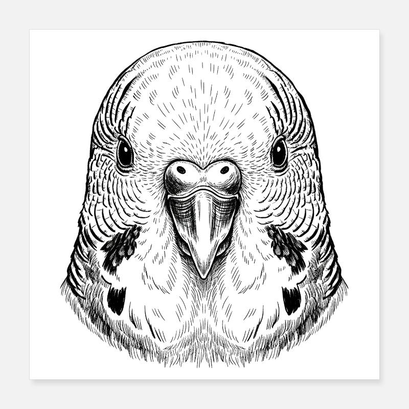 Budgerigar Poster 16" x 16" (40x40 cm)