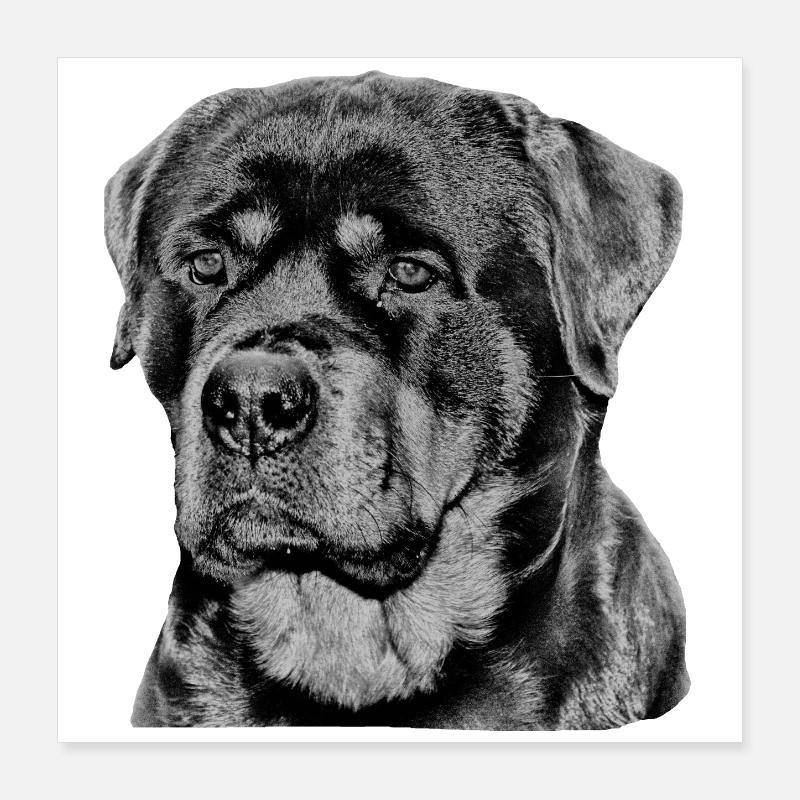 Rottweiler chien chien de garde chiens Poster 40 x 40 cm