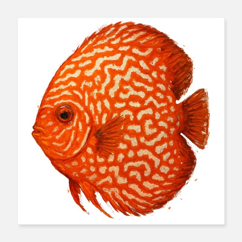 Oranger Diskusfisch-Aquarium Amazonas Poster 40x40 cm