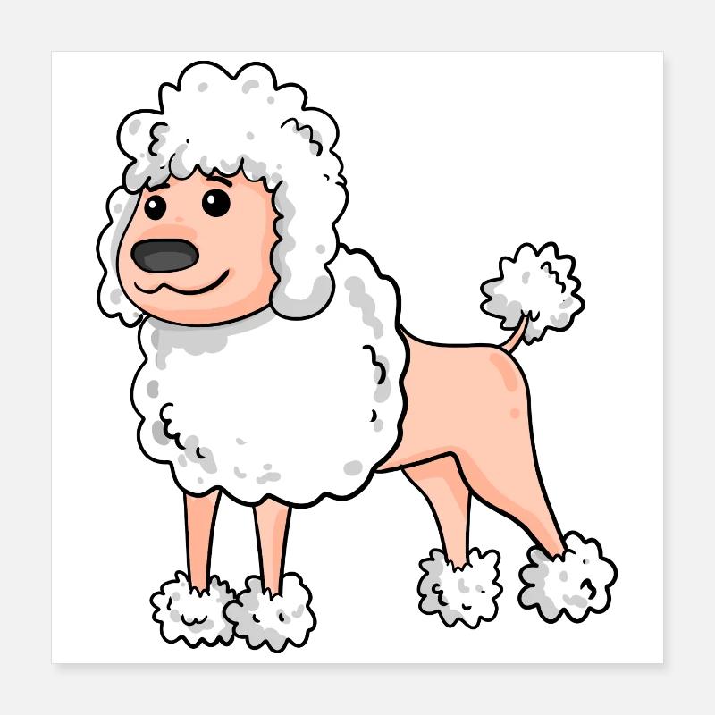 Caniche Race de chien blanc Poster 40 x 40 cm