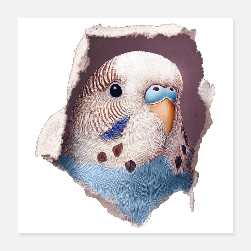 Perruche ondulée Poster 40 x 40 cm