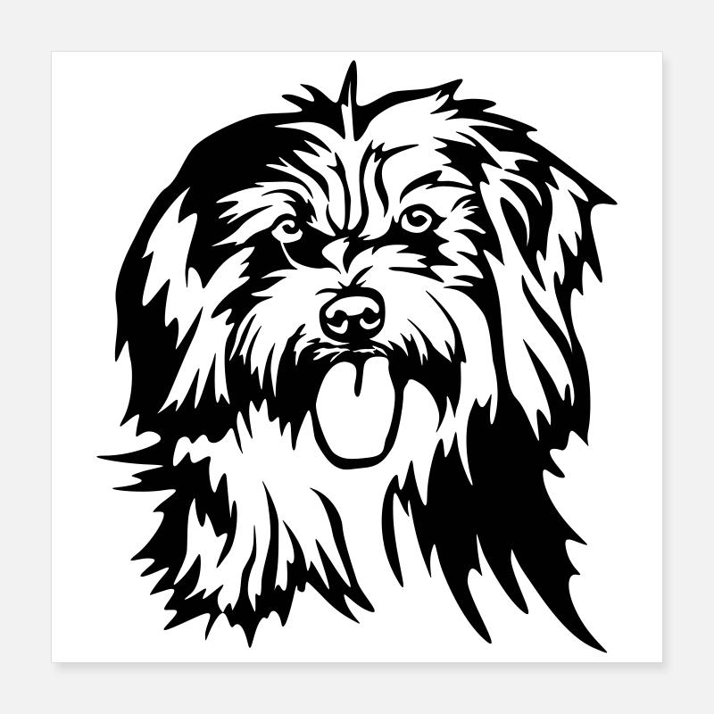 Tête de Berger des Pyrénées Poster 40 x 40 cm