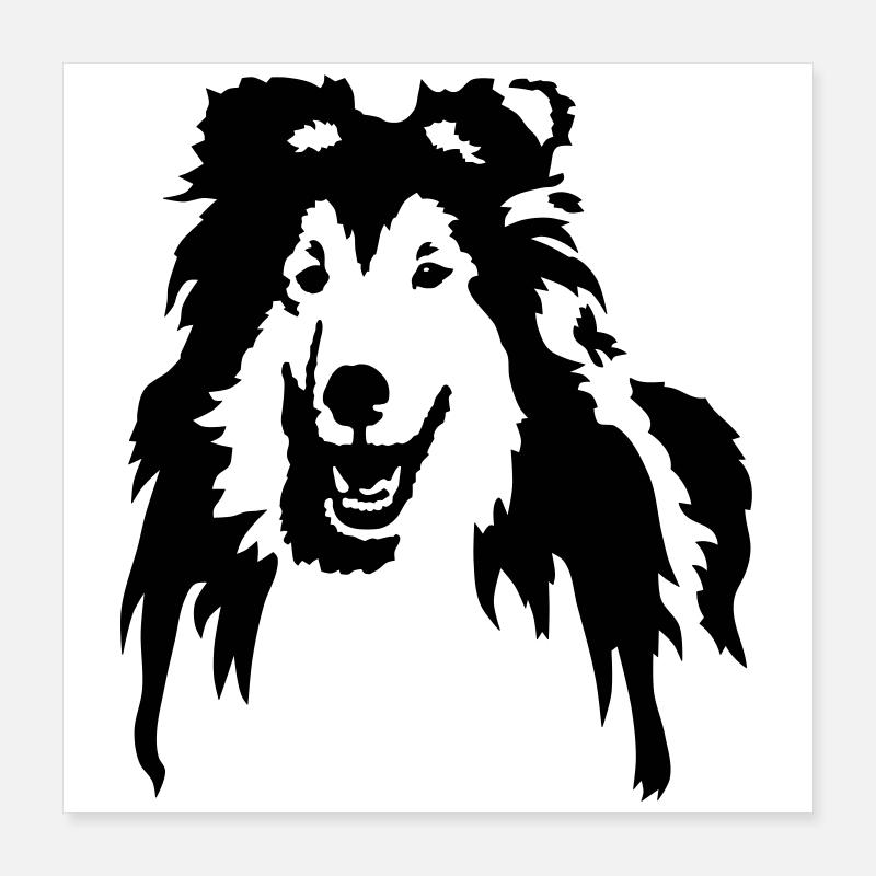 Collie Poster 40 x 40 cm