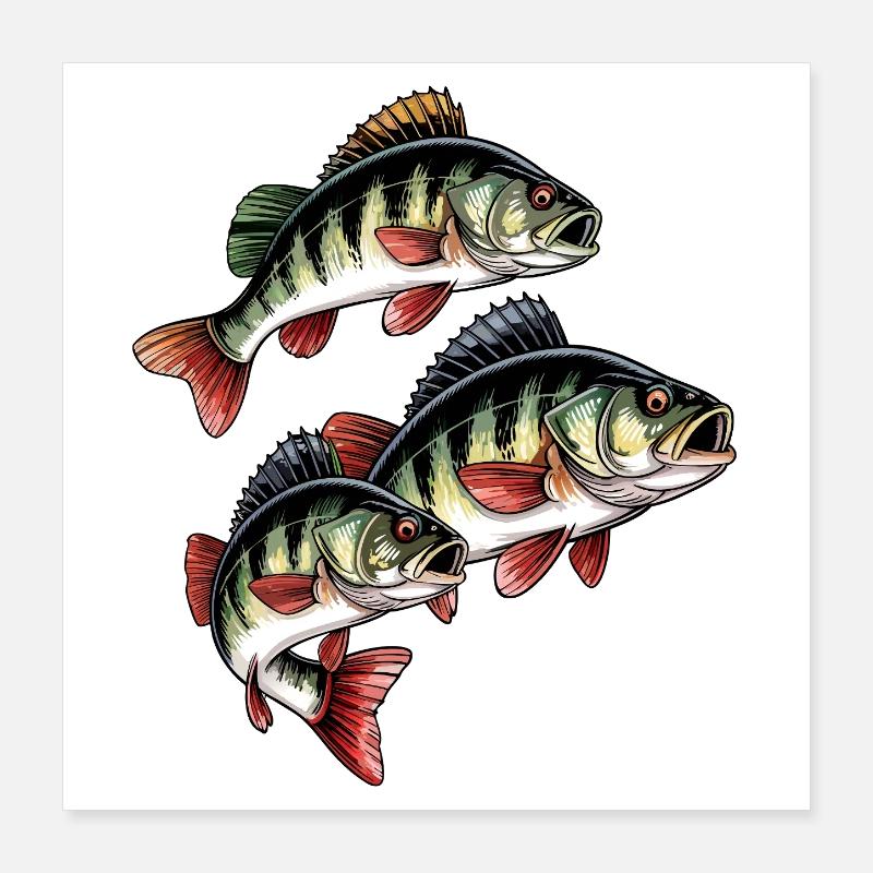 Pêche à la perche Poster 40 x 40 cm