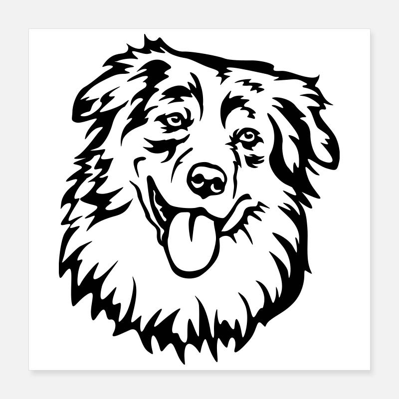 Australian Shepherd Kopf Poster 40x40 cm