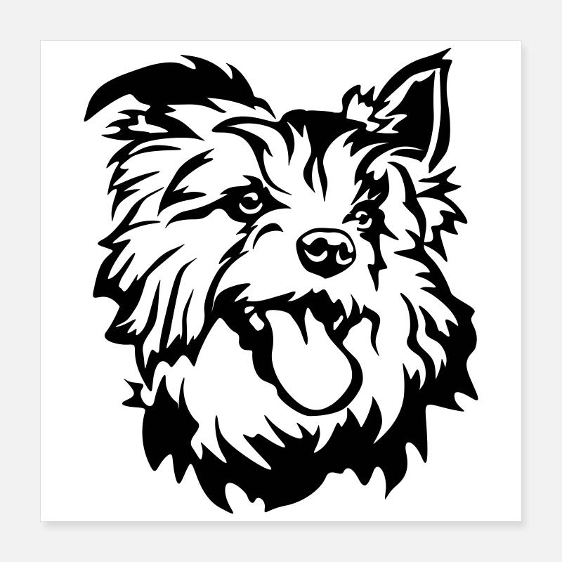 Australian Terrier Head - Poster 16" x 16" (40x40 cm) - white