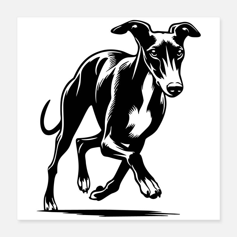 Whippet Poster 40x40 cm