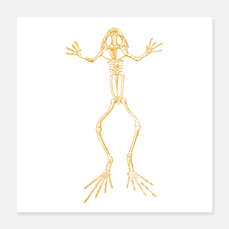 Squelette de grenouille Poster 40 x 40 cm