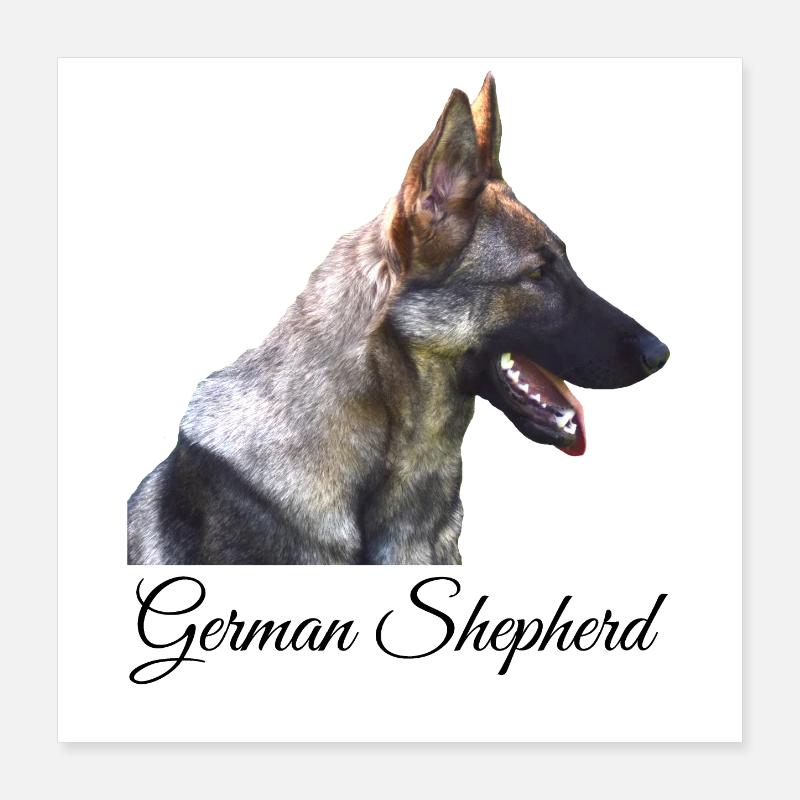 Deutscher Schäferhund German Shepherd Hundesport Poster 40x40 cm