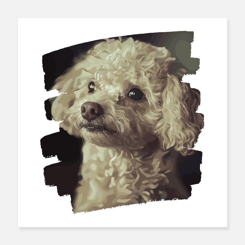 Caniche Poster 40 x 40 cm