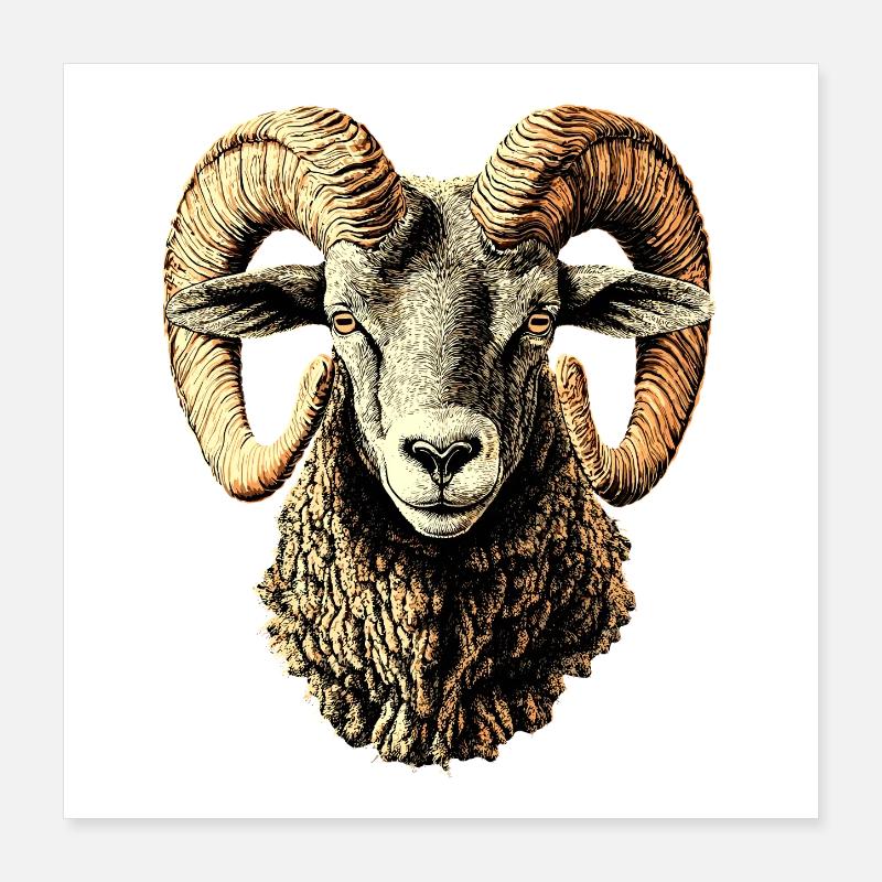 Widder Mufflon Aries Wilde Schafe Männliches Schaf Poster 40x40 cm