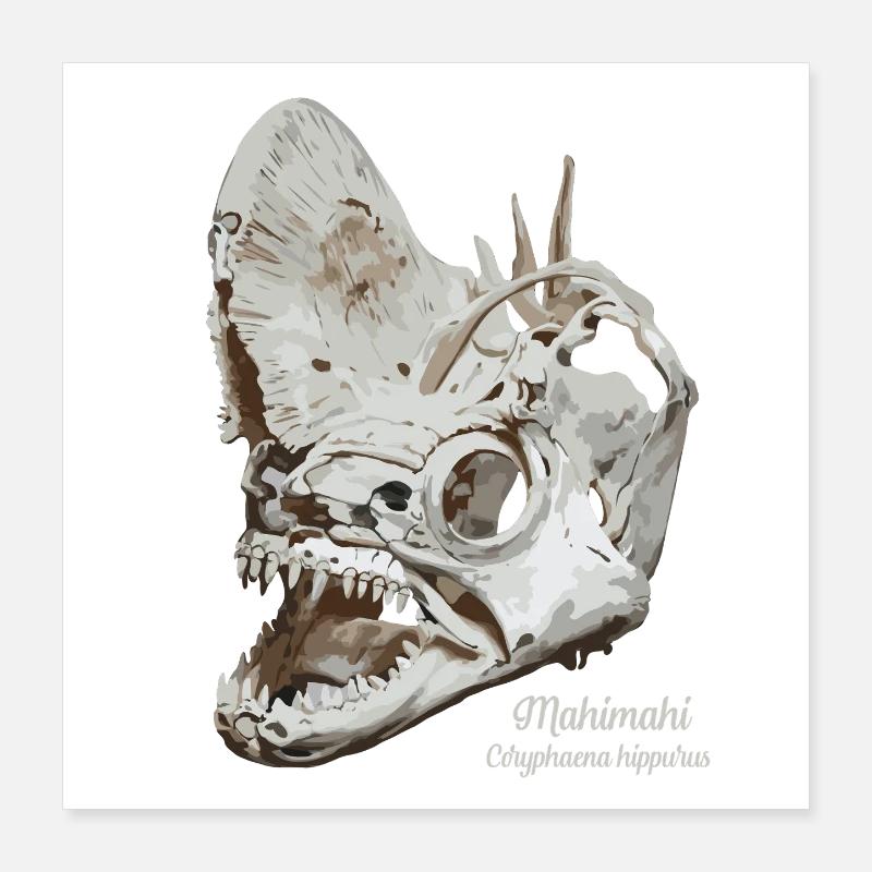 Fossil dolphinfish Mahimahi skull Poster 16" x 16" (40x40 cm)