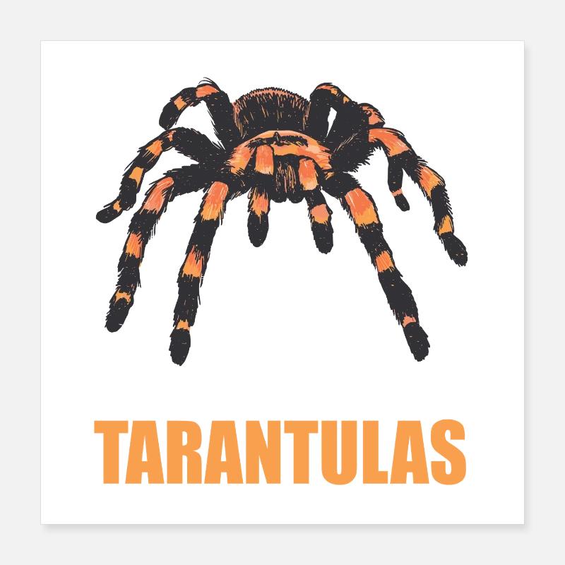 Tarentules Tarentule Poster 40 x 40 cm