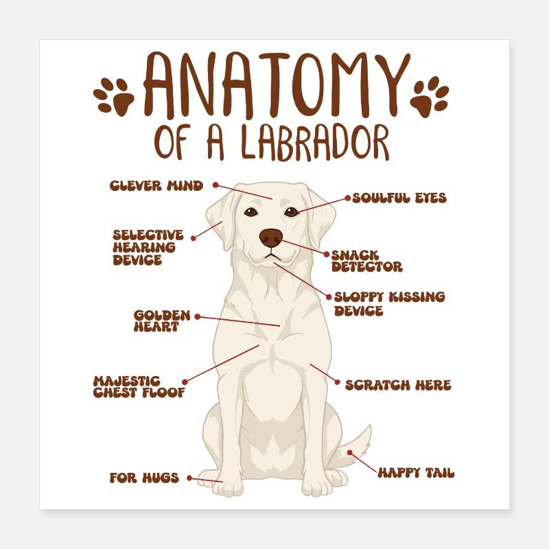 Anatomie eines white Labradors Poster 40x40 cm