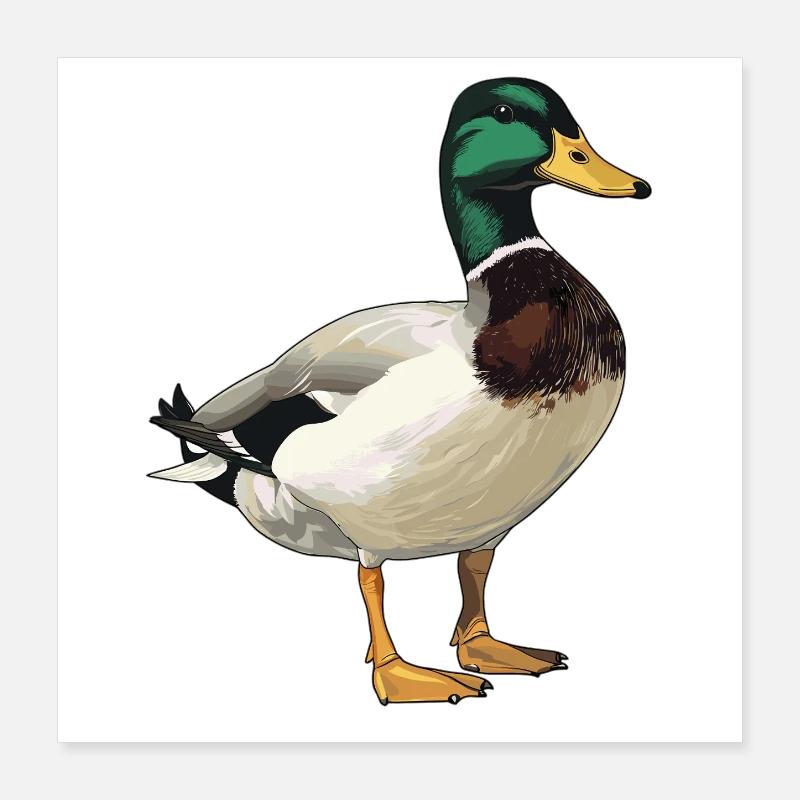 Ducks Duck Poster 16" x 16" (40x40 cm)