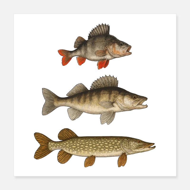Brochet, sandre, perche, poissons prédateurs, pêcheurs, pêcheurs Poster 40 x 40 cm