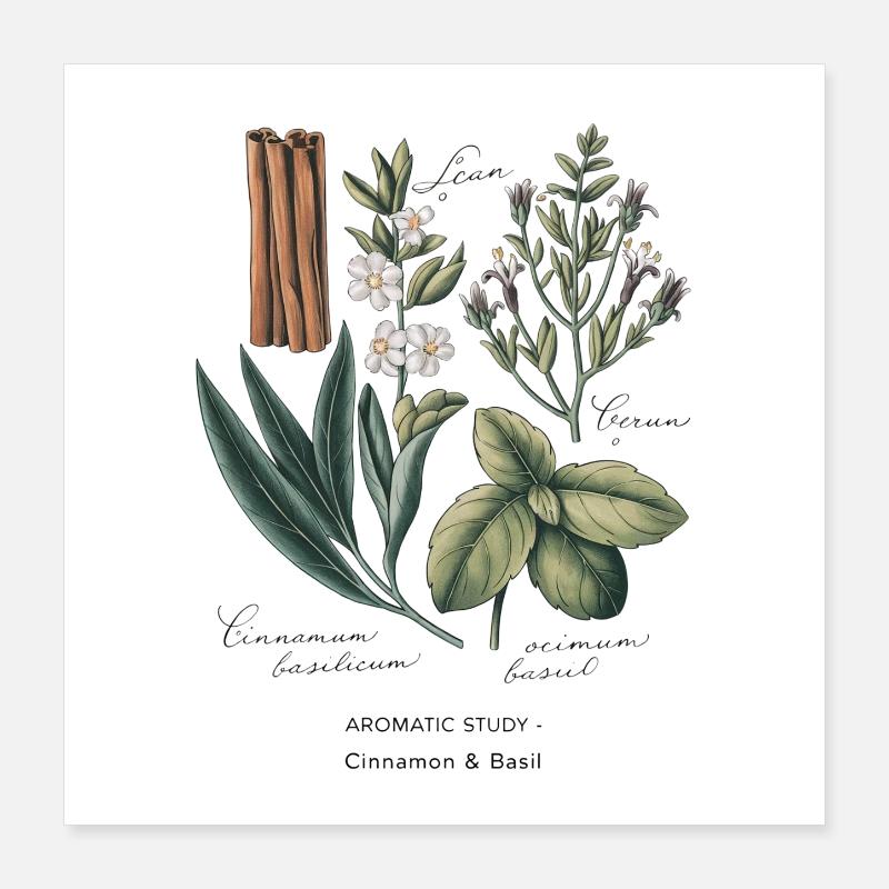 Botanical Art - Cinnamon & Basil Poster 16" x 16" (40x40 cm)