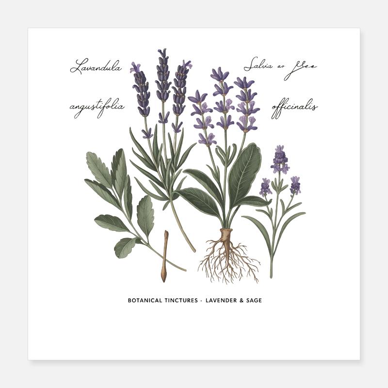 Erbe Medicinali Botaniche Poster 40x40 cm