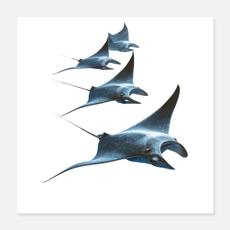 Manta Ray, Devil Ray, Stingray, Diver Poster 16" x 16" (40x40 cm)