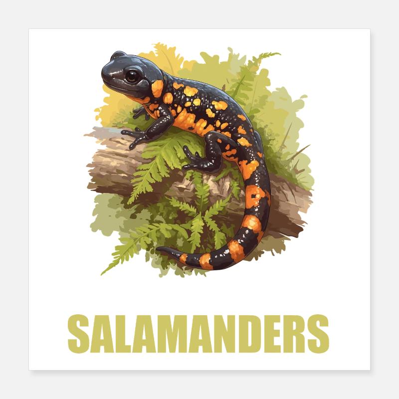 Salamandre de feu Salamandre Poster 40 x 40 cm