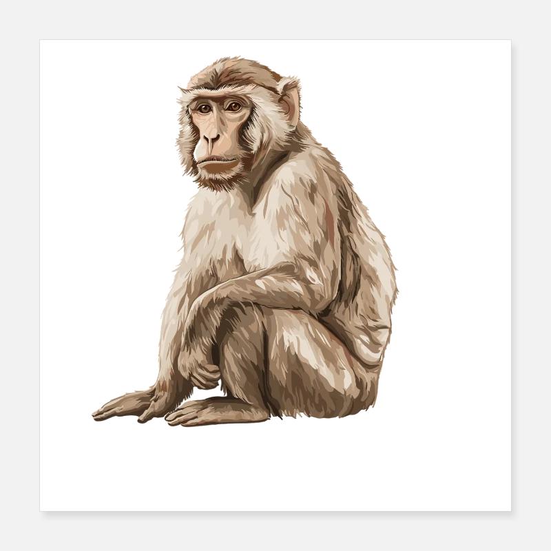 Macaque Macaque Poster 40 x 40 cm