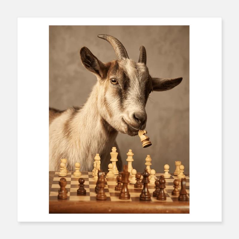 La chèvre jouant aux échecs Poster 40 x 40 cm