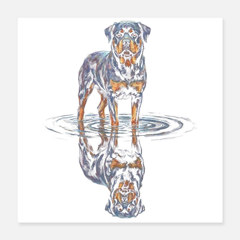 Rottweiler with water reflection Poster 16" x 16" (40x40 cm)