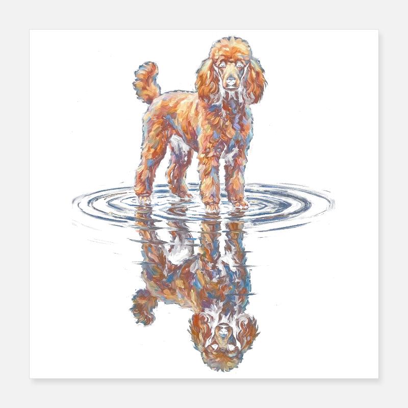 Poodle with water reflection Poster 16" x 16" (40x40 cm)