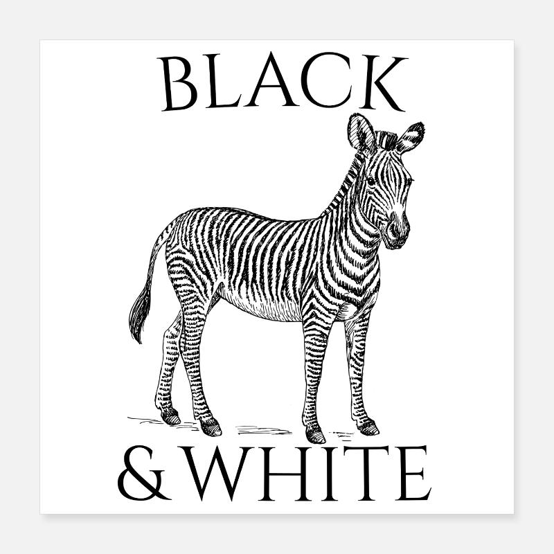 Black & White Vector Zebra - animal design Poster 16" x 16" (40x40 cm)