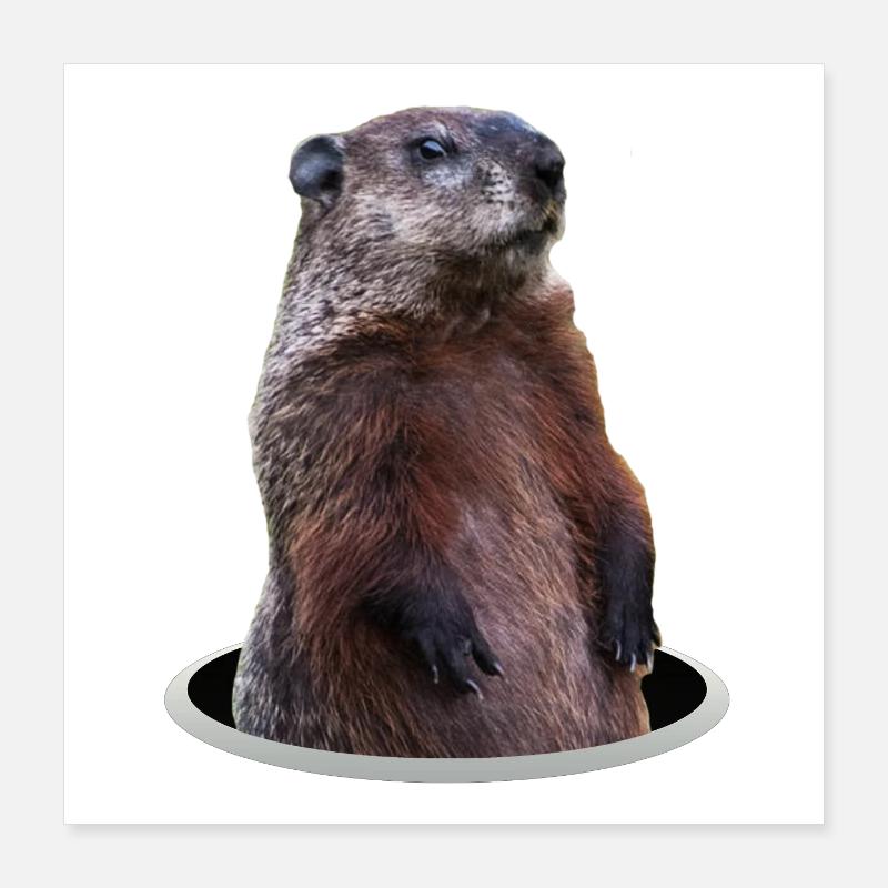 Murmeltier Poster 40x40 cm