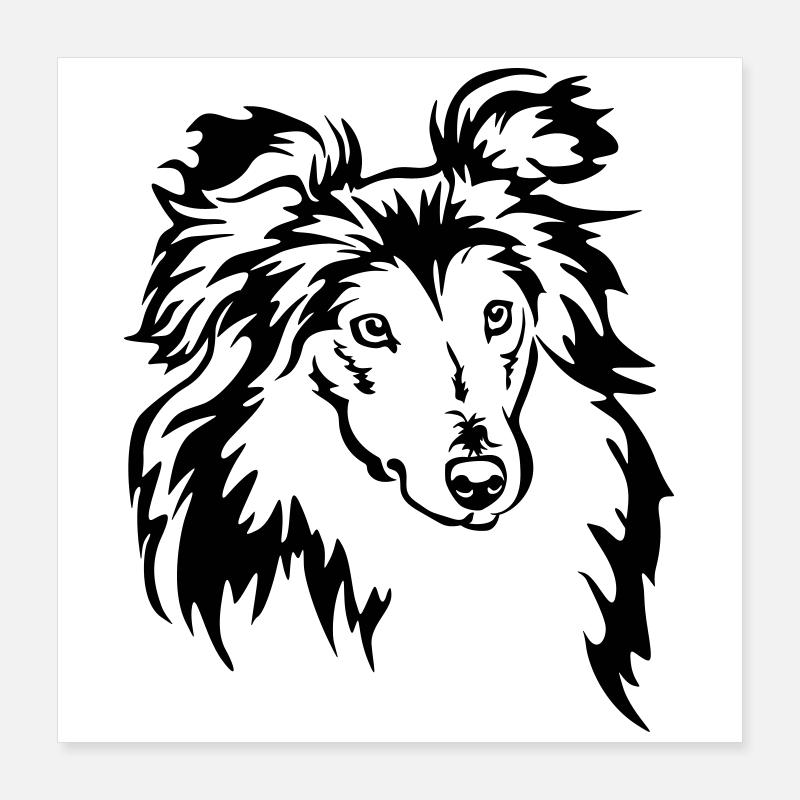 Tête de Sheltie Poster 40 x 40 cm