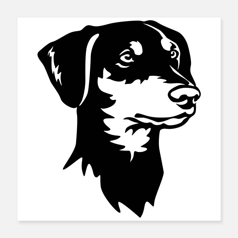 Deutscher Pinscher Kopf Poster 40x40 cm