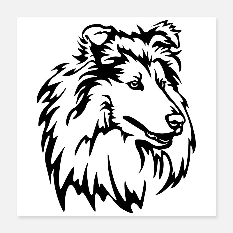 Tête de Collie Poster 40 x 40 cm