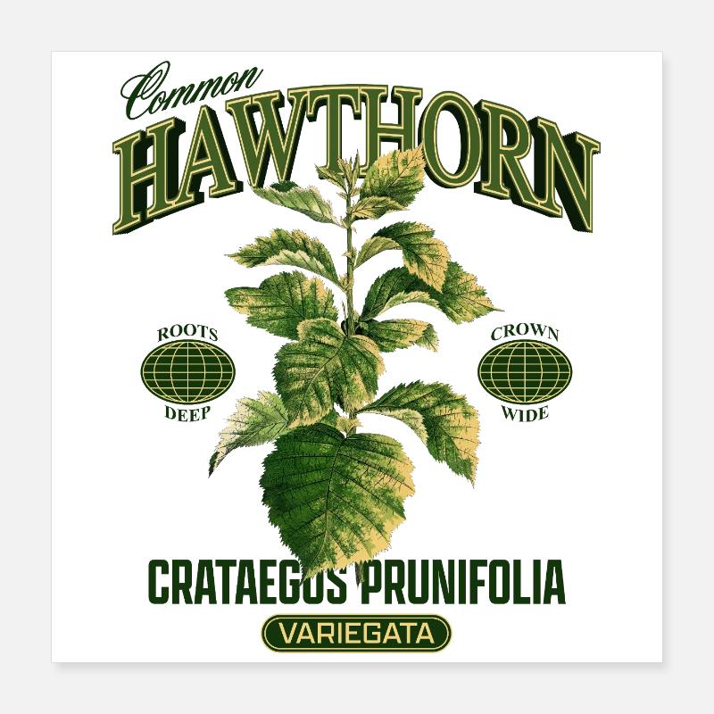 Common Hawthorn Botanical Art Poster 40x40 cm