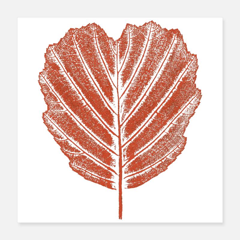 Alder Leaf - Botany Poster 16" x 16" (40x40 cm)