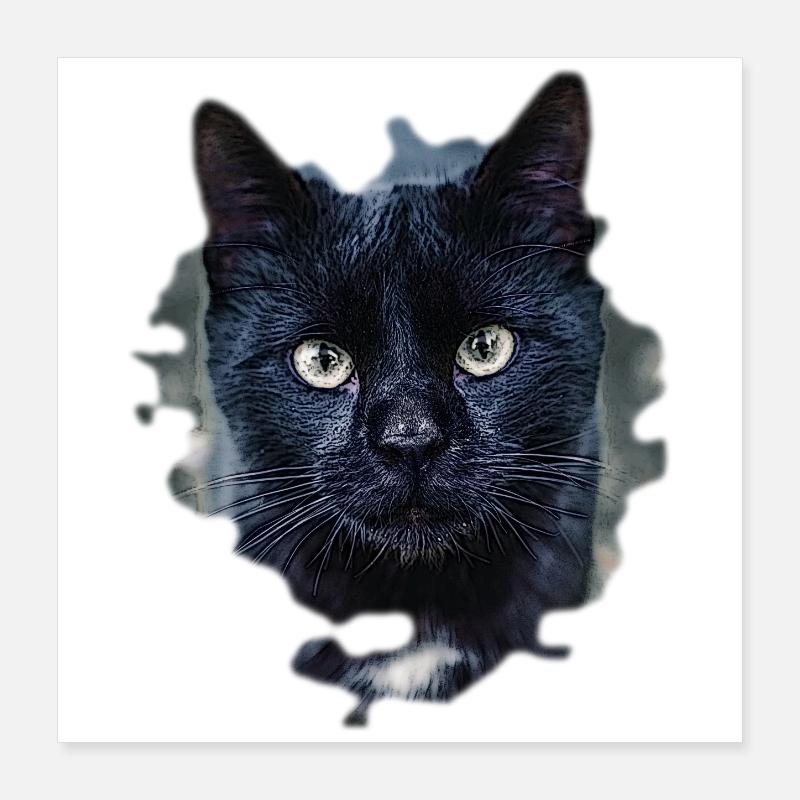 black cat chat noir Poster 40 x 40 cm