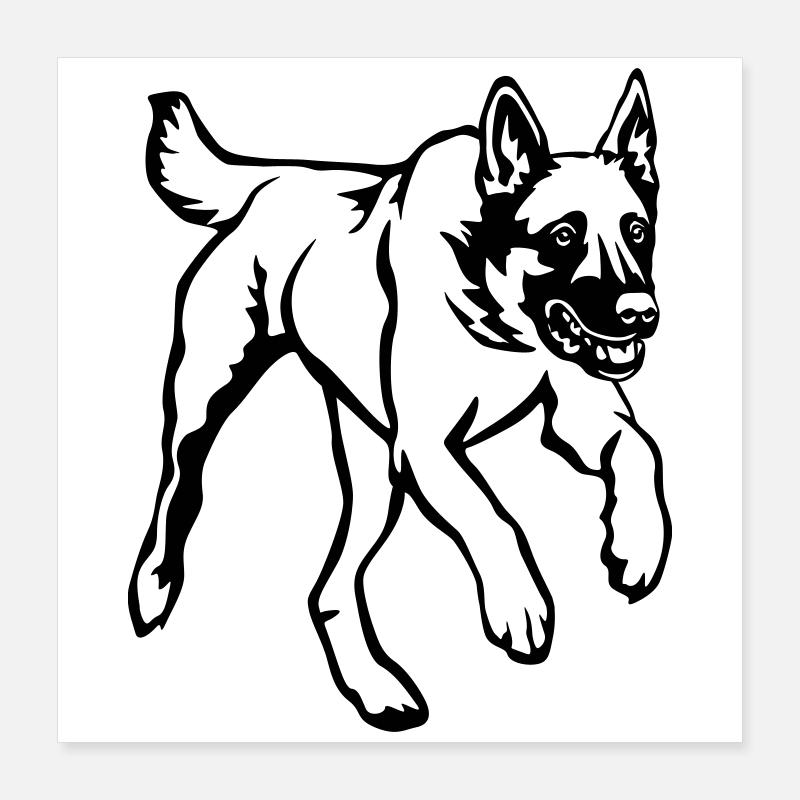 Malinois Poster 40 x 40 cm