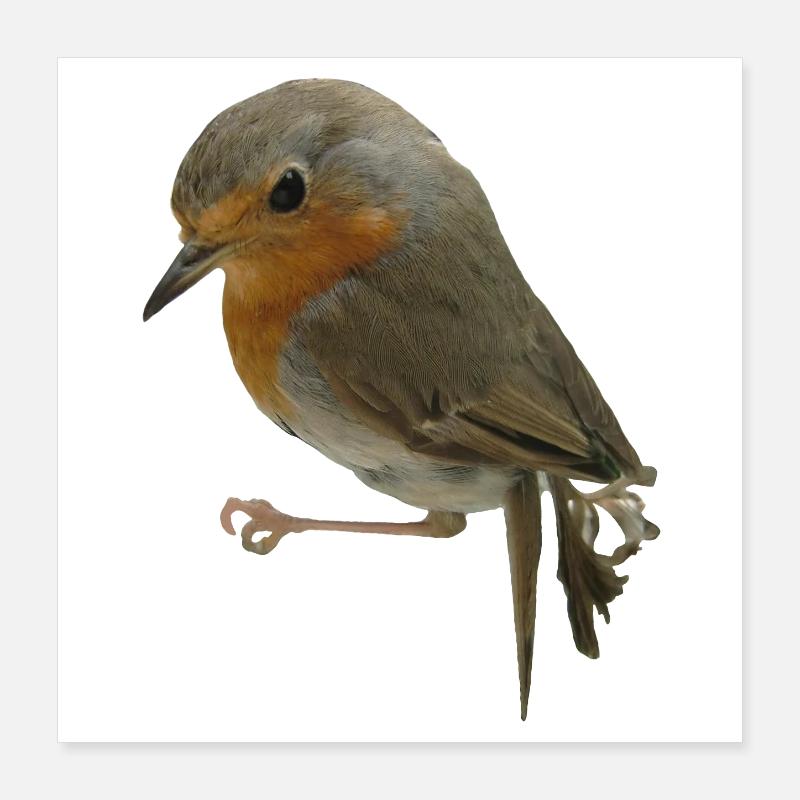 Rotkehlchen Poster 40x40 cm