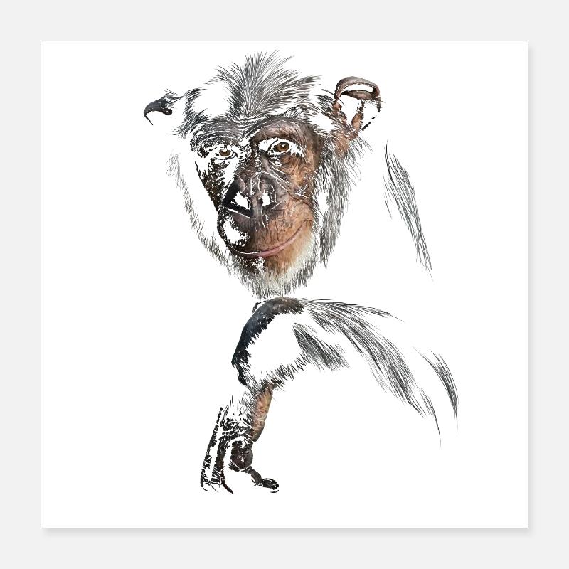 Chimpanzé Poster 40 x 40 cm